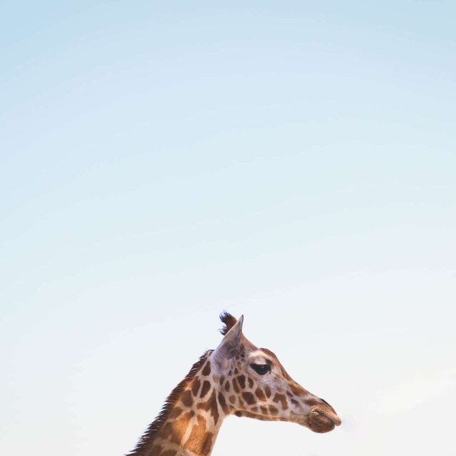 photo of giraffe